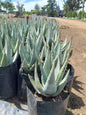 Aloe Wickensii 10L