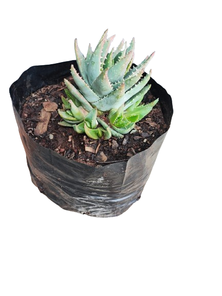 Aloe Brevifolia 2L