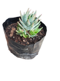 Aloe Brevifolia 2L