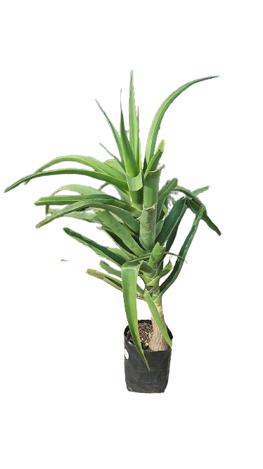 Aloe Bansii Various Sizes