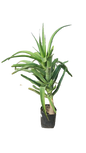 Aloe Bansii Various Sizes
