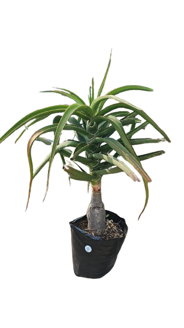 Aloe Bansii Various Sizes