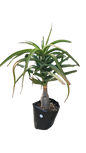 Aloe Bansii Various Sizes