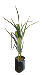 Aloe Bainsii- Single Stem (Aloidendron barbarae) 40L