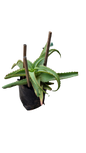 Aloe Vanbalenii 10L