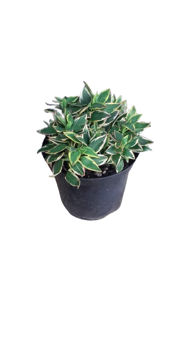 Alstroemeria River Valley 21cm