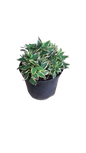 Alstroemeria River Valley 21cm