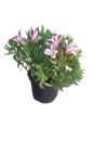 Alstroemeria Inticancha Various 21cm