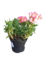Alstroemeria Inticancha Various 21cm