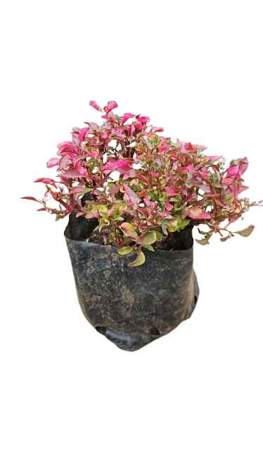 Alternanthera Pink 2.5L