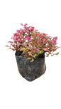 Alternanthera Pink 2.5L