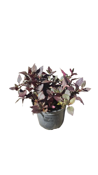 Alternanthera Red Ruby 15cm
