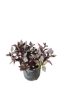 Alternanthera Red Ruby 15cm