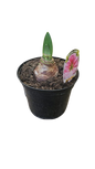 Amaryllis 'Hippeastrum hybrid' Assorted 15cm