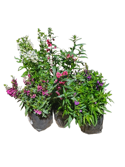 Angelonia Angustifolia 'Archangel' - Mix