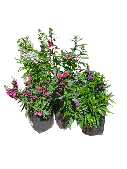 Angelonia Angustifolia 'Archangel' - Mix