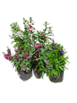 Angelonia Angustifolia 'Archangel' - Mix