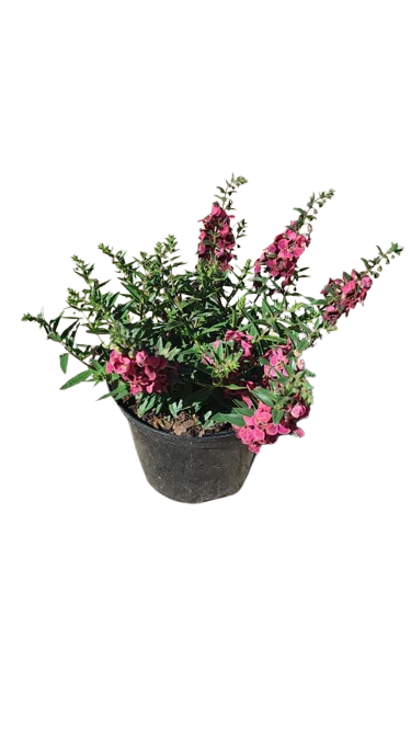 Angelonia 17cm