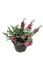 Angelonia 17cm