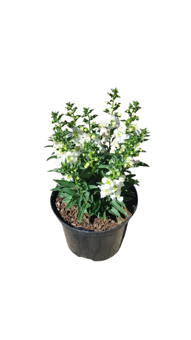Angelonia 17cm