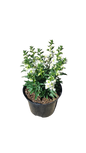 Angelonia 17cm