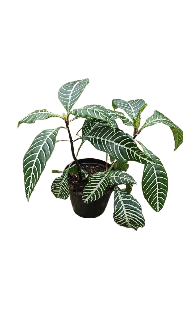Aphelandra Squarrosa 14cm