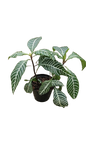 Aphelandra Squarrosa 14cm