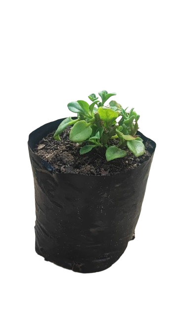 Aptenia Cordifolia 2L