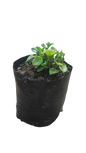 Aptenia Cordifolia 2L