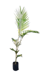 Archontophoenix Cunninghamiana (Seaforthia Elegans) Various Sizes