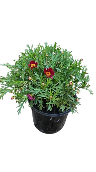 Argyranthemum Angelic Assorted 17cm