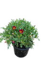 Argyranthemum Angelic Assorted 17cm