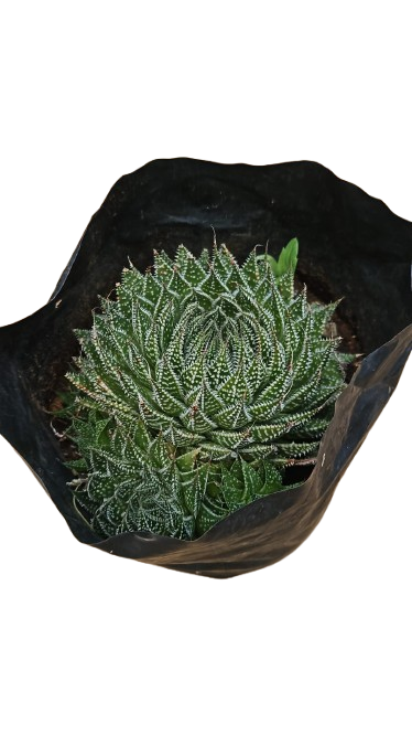 Aristaloe Lace Aloe 4L