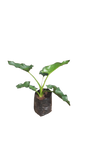 Zantedeschia - Arum Lily 4L