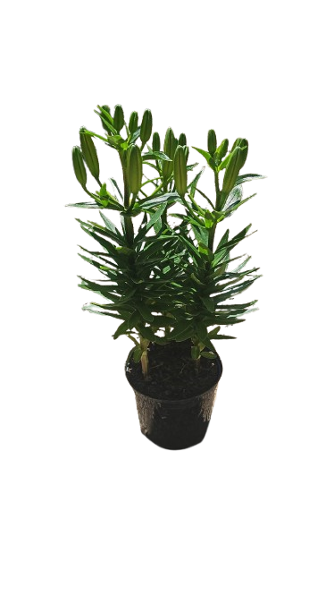Lilium Asiatic Assorted - 15cm