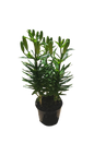 Lilium Asiatic Assorted - 15cm