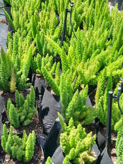 Asparagus Meyersii 'Cat's Tail' 10L