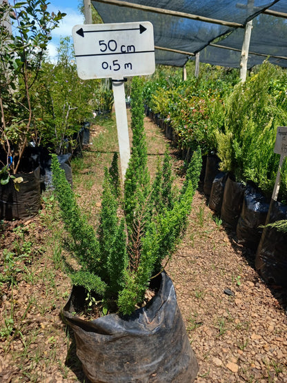 Asparagus Meyersii 'Cat's Tail' 10L