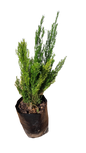 Asparagus Red Top 10L