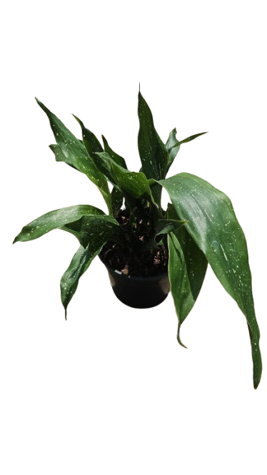 Aspidistra Milky Way 14cm