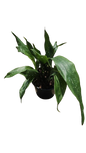 Aspidistra Milky Way 14cm