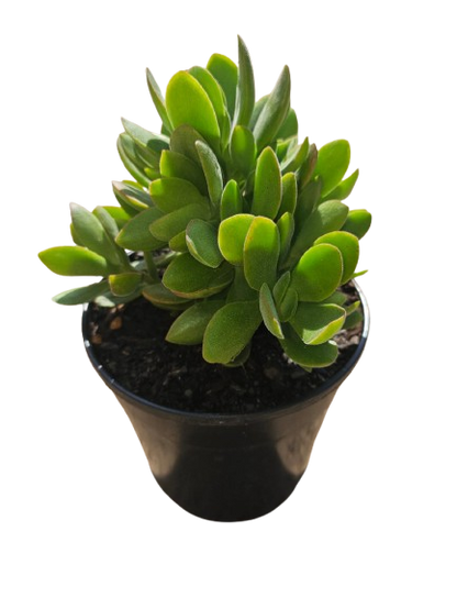 Mixed Succulents 12cm round pot