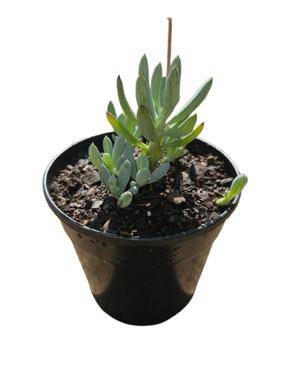 Mixed Succulents 12cm round pot