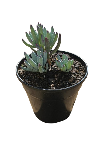 Mixed Succulents 12cm round pot