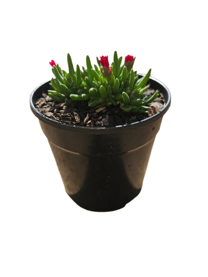 Mixed Succulents 12cm round pot
