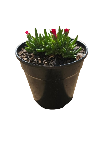 Mixed Succulents 12cm round pot