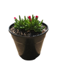 Mixed Succulents 12cm round pot