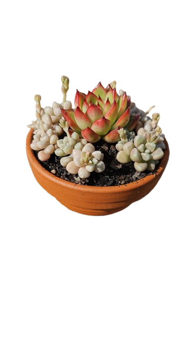 Terracotta Bowl 8cm
