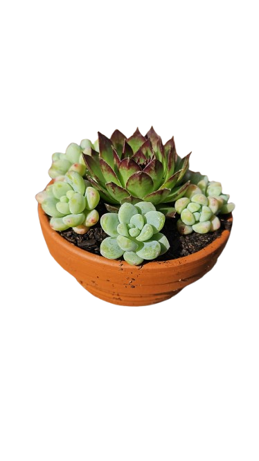 Terracotta Bowl 8cm