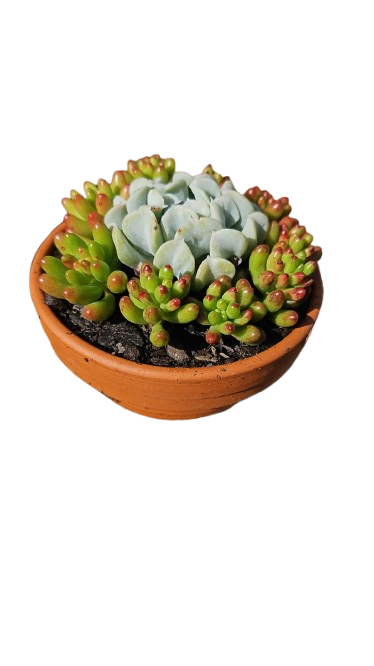 Terracotta Bowl 8cm